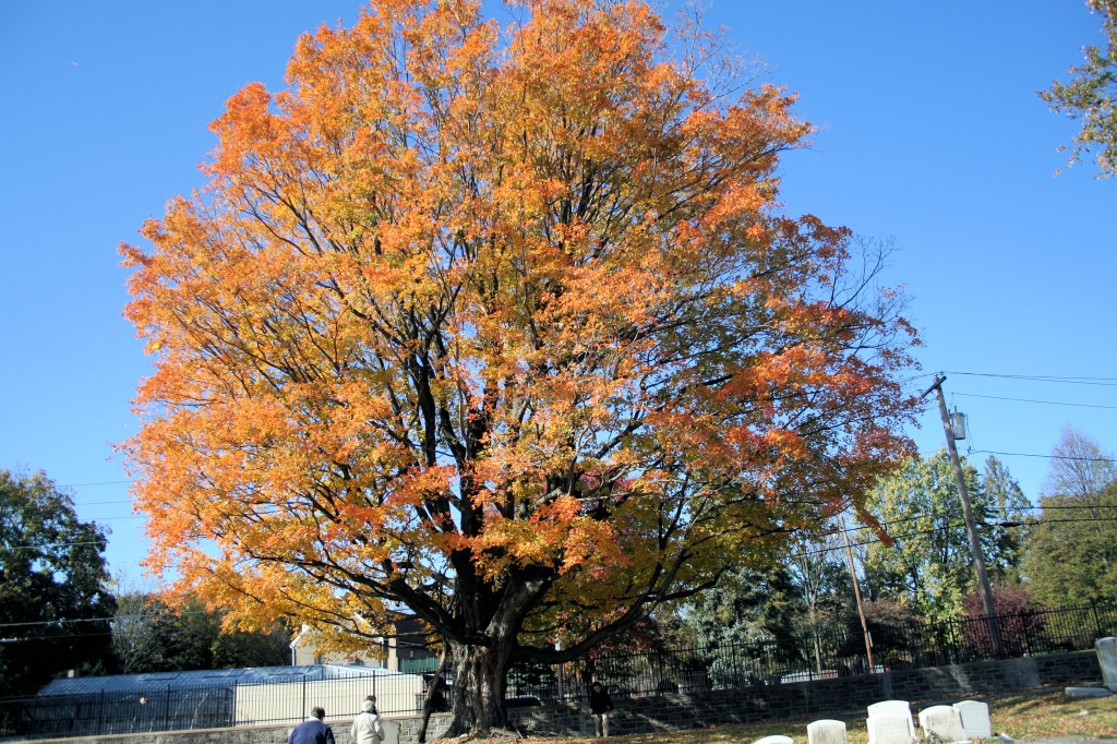 The Largest Sugar Maple Frankford Gazette